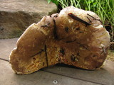 Russula olivacea image
