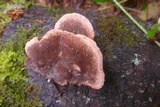 Fomitopsis cajanderi image