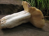 Russula olivacea image