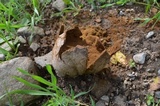 Mycenastrum corium image