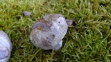 Cortinarius holojanthinus image