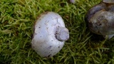 Cortinarius holojanthinus image