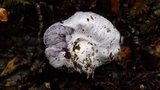Cortinarius holojanthinus image