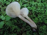 Lactarius griseus image