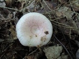 Lactarius subpurpureus image