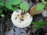 Lactarius pubescens var. betulae image