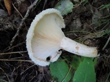 Lactarius pubescens image