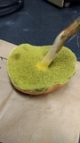 Hortiboletus campestris image