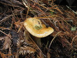 Lactarius rubrilacteus image