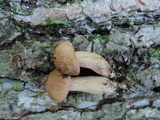 Tricholoma fulvum image