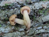 Tricholoma fulvum image
