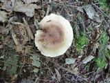 Tricholoma fulvum image