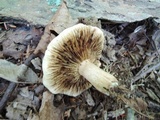 Tricholoma fulvum image