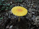Amanita muscaria f. guessowii image