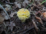 Amanita muscaria f. guessowii image