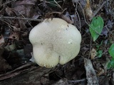 Retiboletus fuscus image