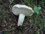 Retiboletus fuscus image