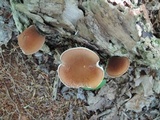 Austroboletus gracilis image