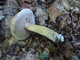 Tylopilus felleus image