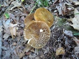 Xanthoconium affine image