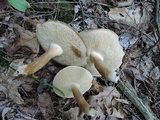 Xanthoconium affine image