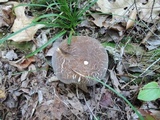 Xanthoconium affine image