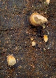 Trichocoma paradoxa image