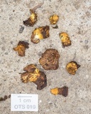 Trichocoma paradoxa image