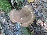 Lentinula edodes image