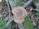 Lentinula edodes image