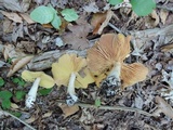 Entoloma luridum image