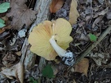 Entoloma luridum image