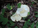 Entoloma luridum image