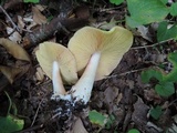 Entoloma luridum image