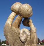 Agaricus texensis image