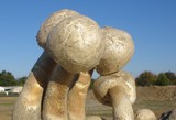 Agaricus texensis image