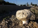 Agaricus texensis image