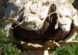 Agaricus texensis image