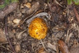Gymnopaxillus morchelliformis image