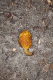 Gymnopaxillus morchelliformis image
