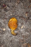 Gymnopaxillus morchelliformis image