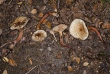 Austropaxillus boletinoides image