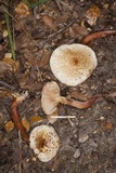 Austropaxillus boletinoides image