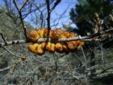 Cyttaria hookeri image