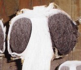 Agaricus texensis image