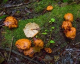 Marasmius cladophyllus image