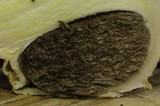 Agaricus texensis image