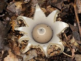 Geastrum lageniforme image