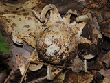 Geastrum lageniforme image