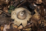 Geastrum lageniforme image